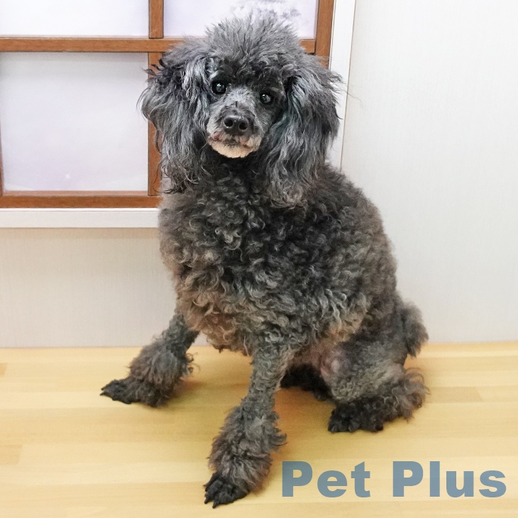 トイ・プードル