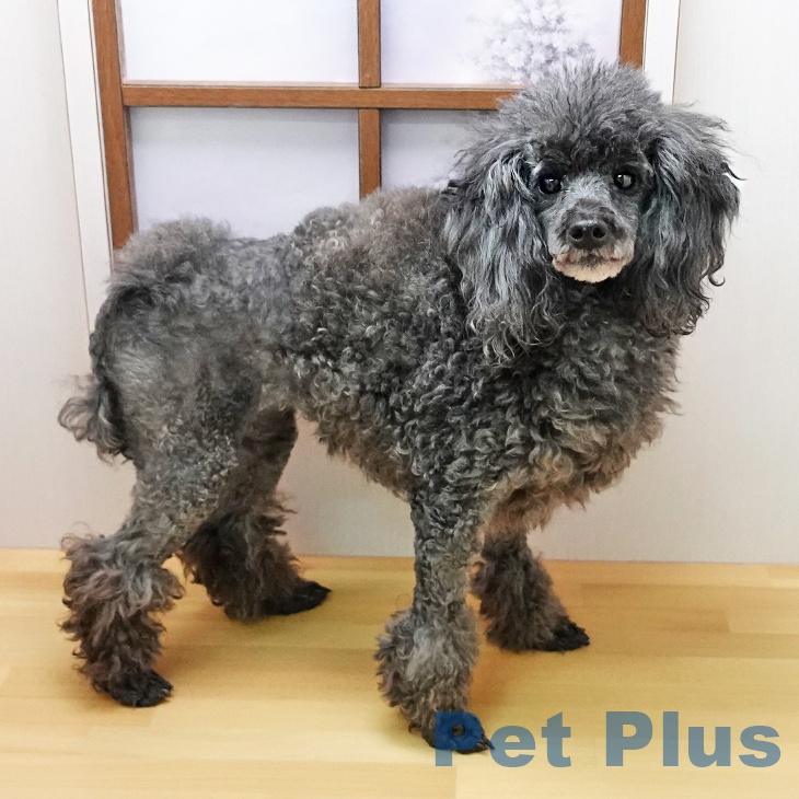 トイ・プードルの写真2