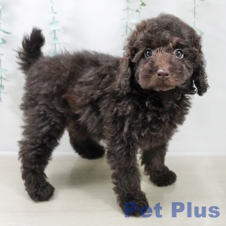 トイ・プードル