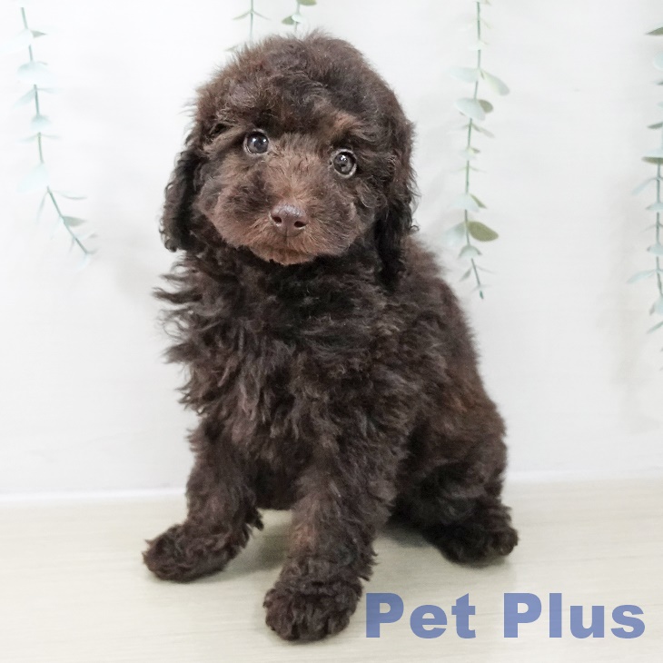 トイ・プードルの写真2