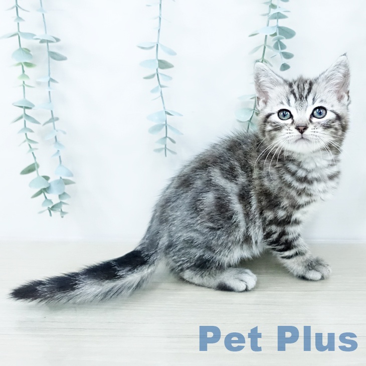 アメリカンショートヘア