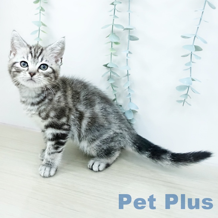 アメリカンショートヘアの写真2