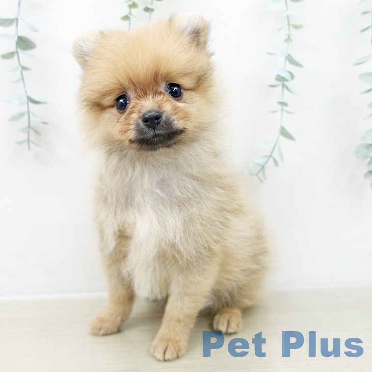 ポメラニアンの写真2