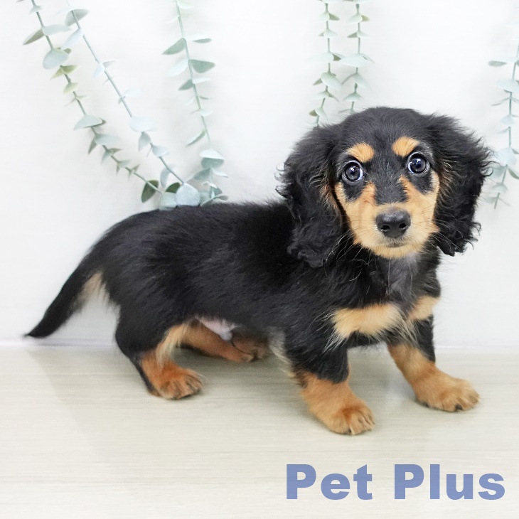 ミニチュア・ダックスフンドの写真2