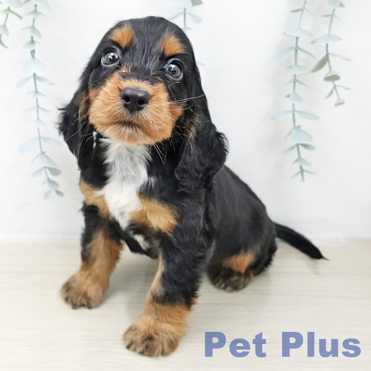 イングリッシュ・コッカー・スパニエル