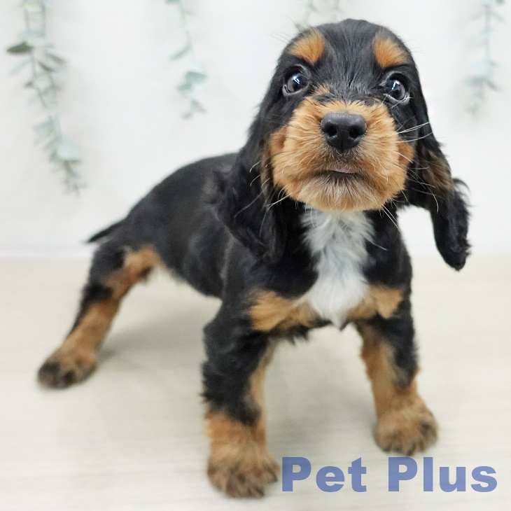 イングリッシュ・コッカー・スパニエル