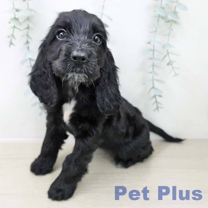 イングリッシュ・コッカー・スパニエル