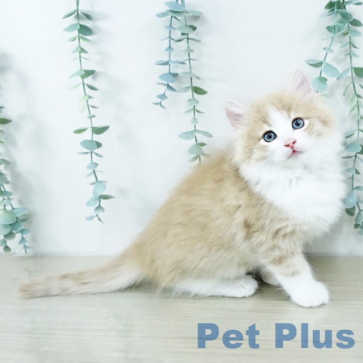 ノルウェージャンフォレストキャット