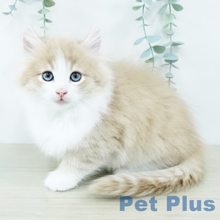 ノルウェージャンフォレストキャット