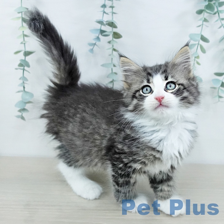 ノルウェージャンフォレストキャットの写真2