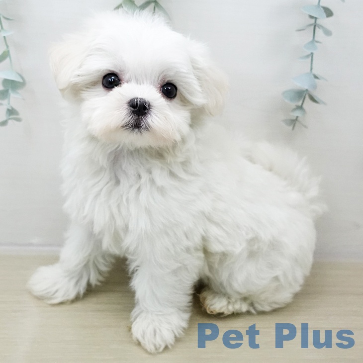 マルチーズの写真2