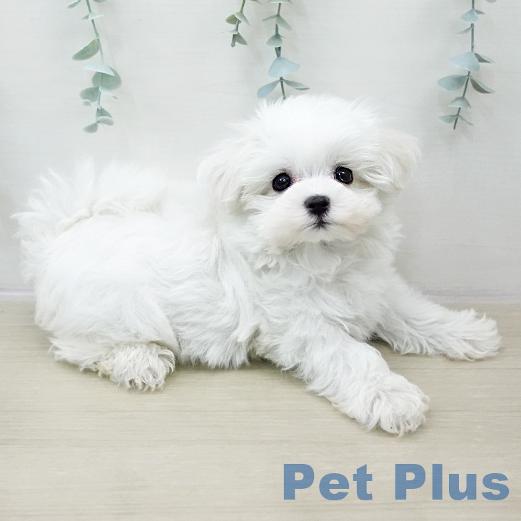 マルチーズの写真2