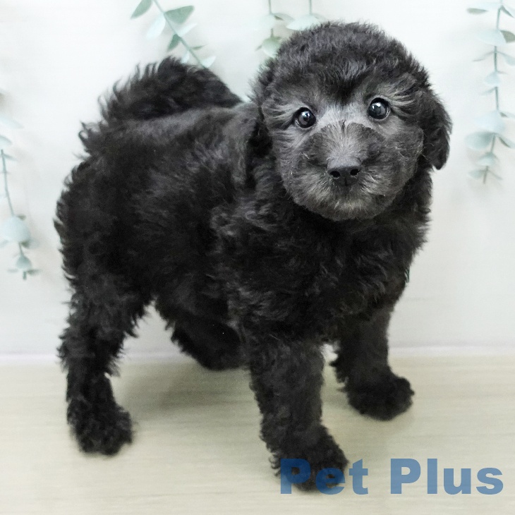 トイ・プードル