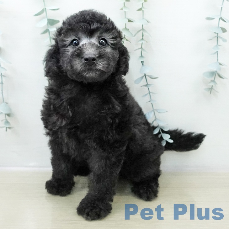 トイ・プードルの写真2