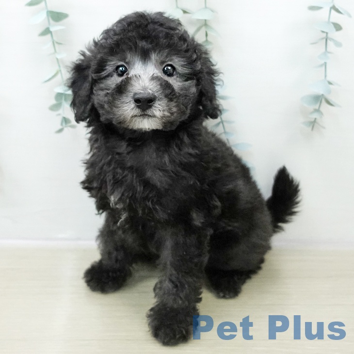 トイ・プードル