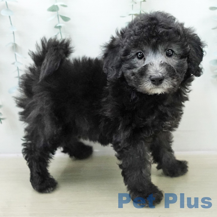 トイ・プードル