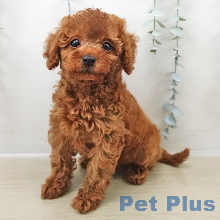 トイ・プードル