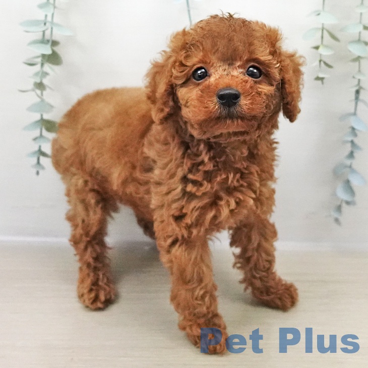 トイ・プードル