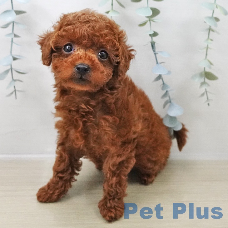 トイ・プードル