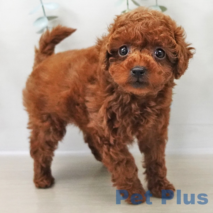 トイ・プードルの写真2