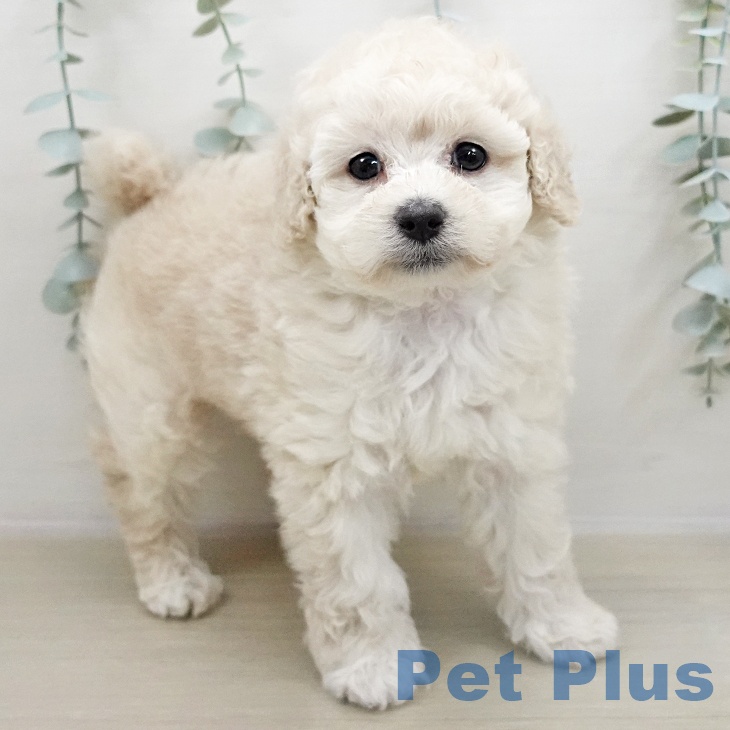 トイ・プードル