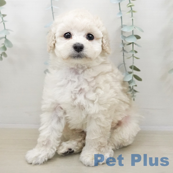 トイ・プードル