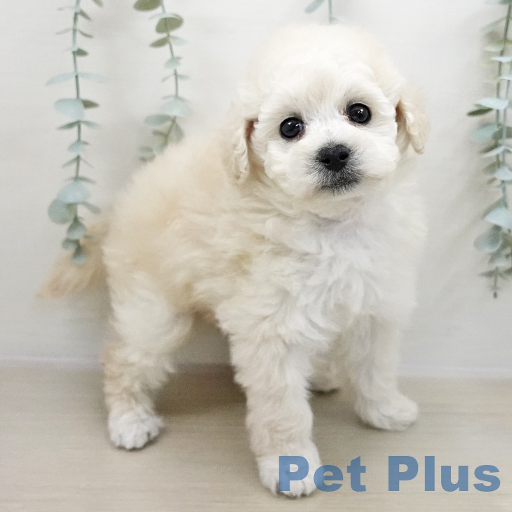 トイ・プードル