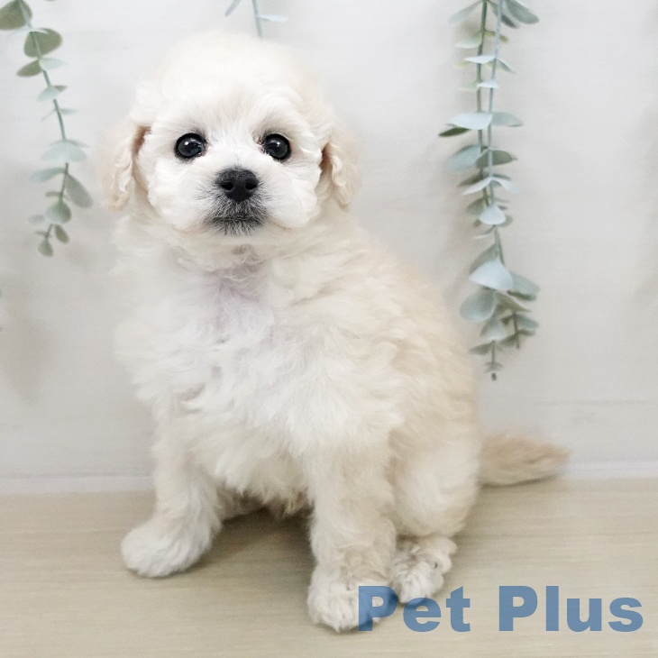 トイ・プードル