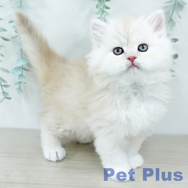 スコティッシュフォールド