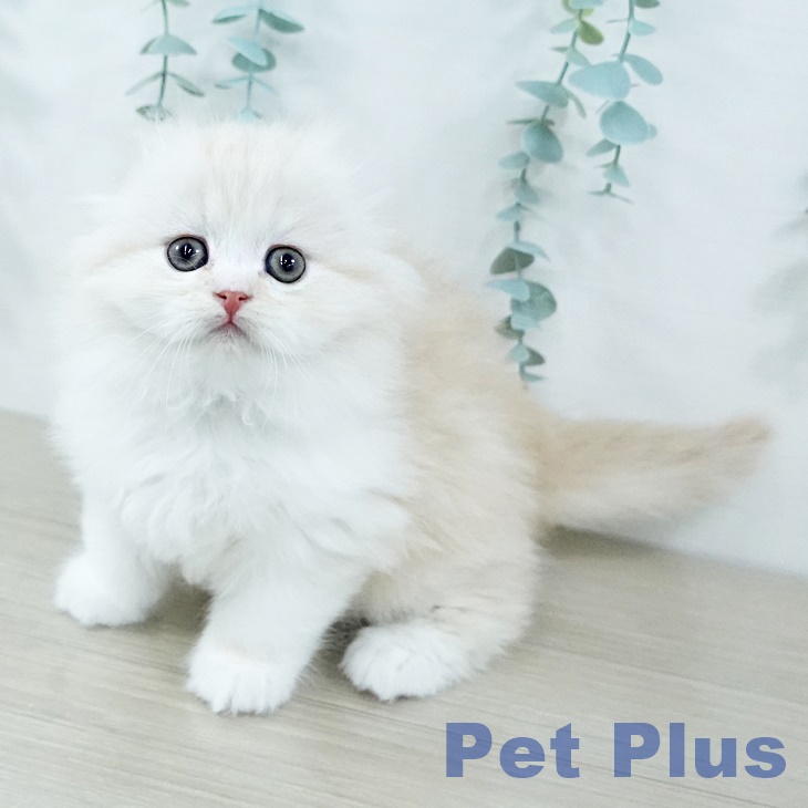 スコティッシュフォールド