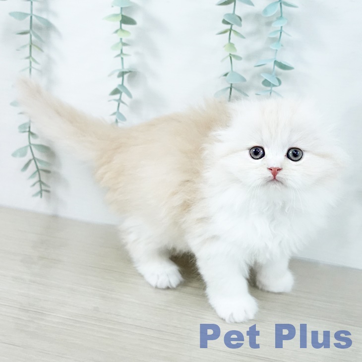 スコティッシュフォールドの写真2