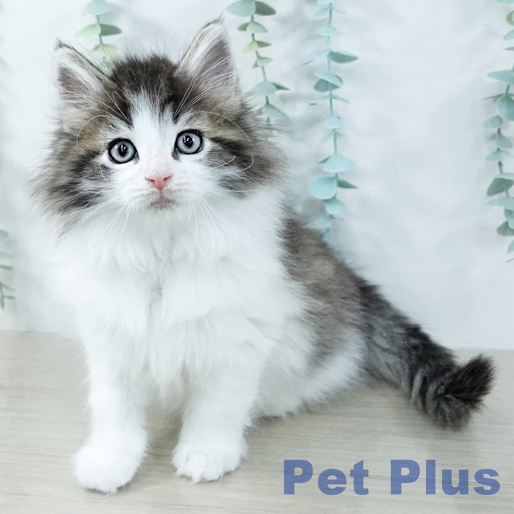 ノルウェージャンフォレストキャット