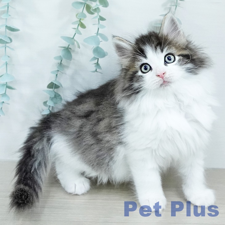 ノルウェージャンフォレストキャットの写真2