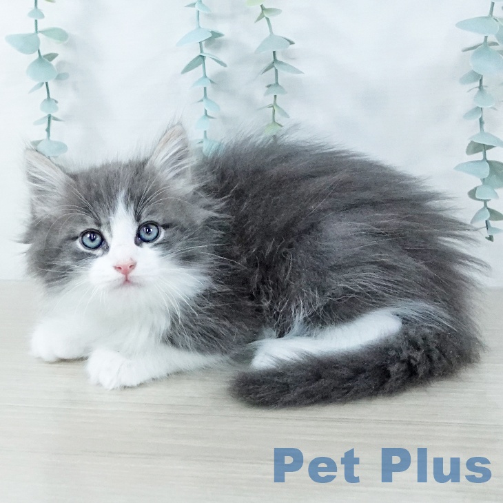 ノルウェージャンフォレストキャット