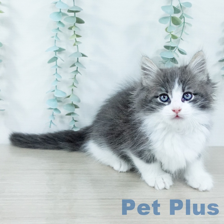 ノルウェージャンフォレストキャット