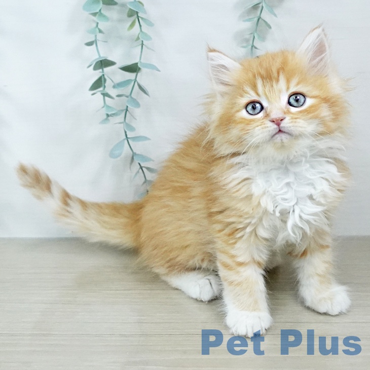 ラガマフィンの写真2