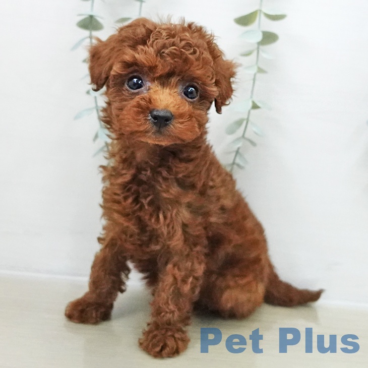 トイ・プードルの写真2