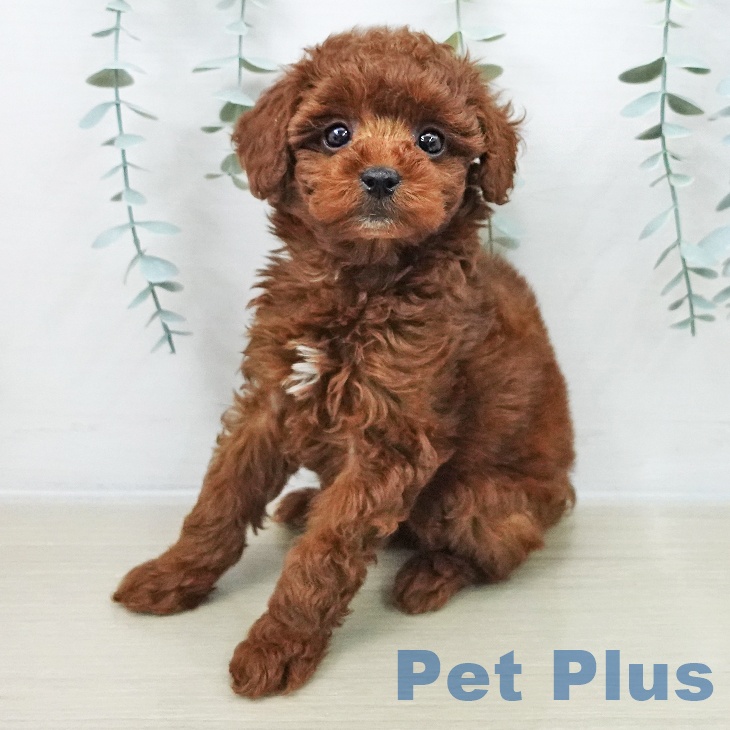 トイ・プードル