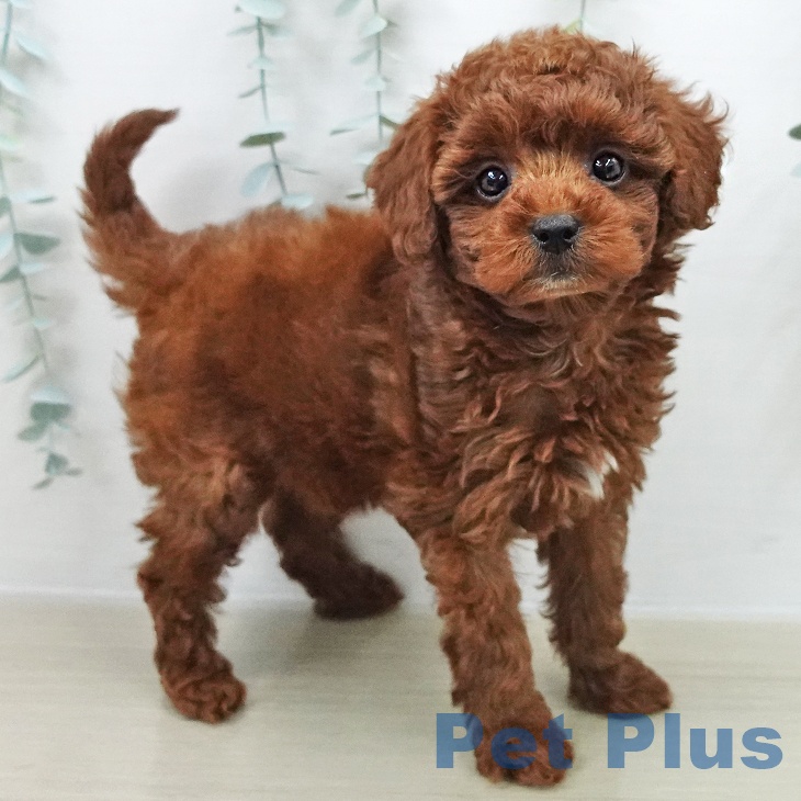 トイ・プードル