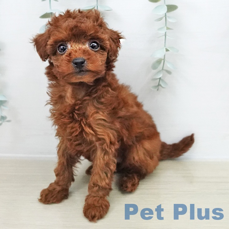 トイ・プードル