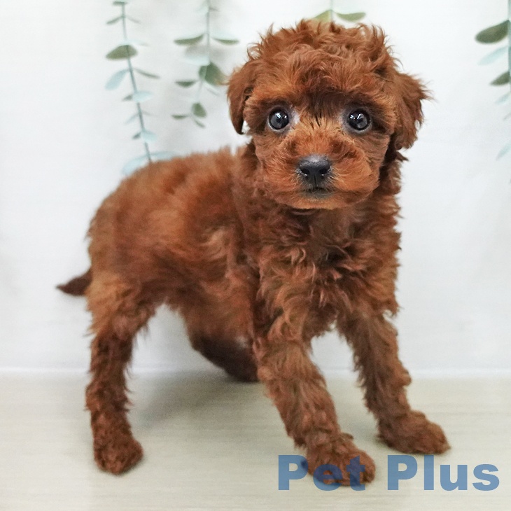 トイ・プードルの写真2