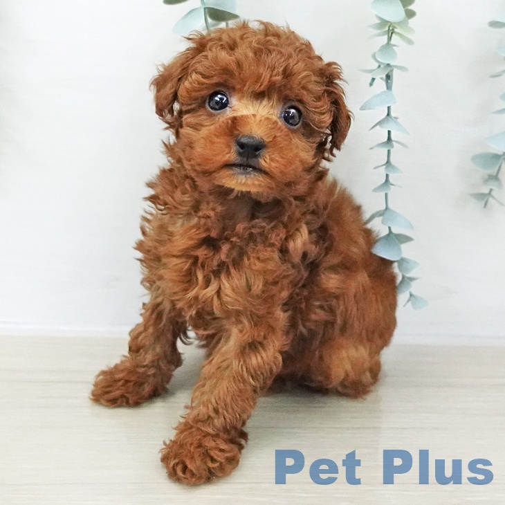 トイ・プードル