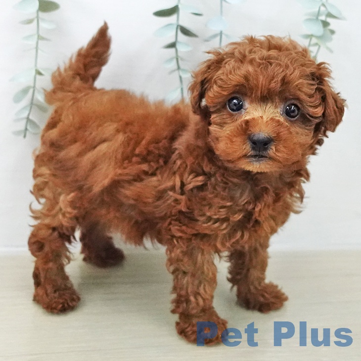 トイ・プードルの写真2