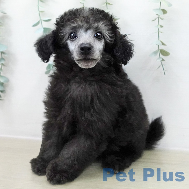 トイ・プードル