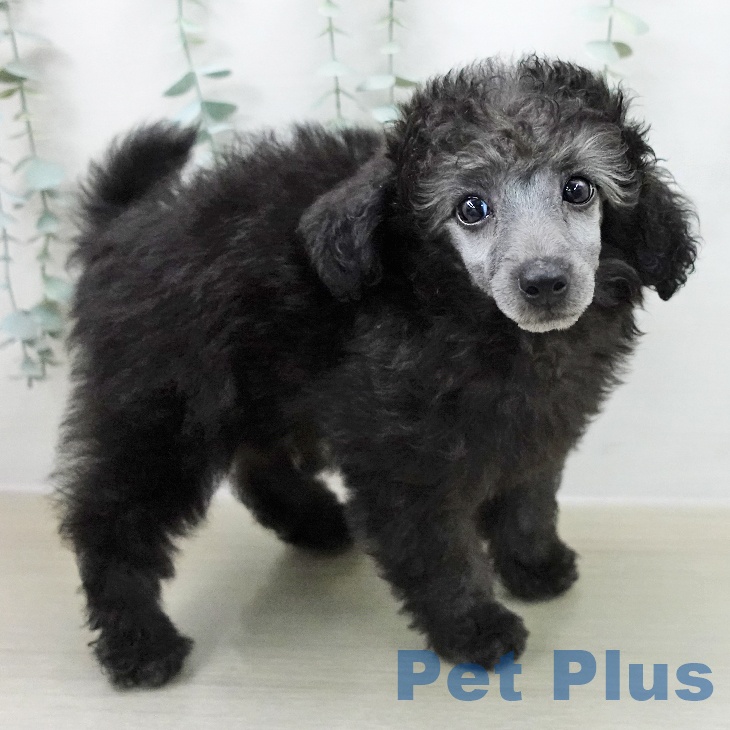 トイ・プードルの写真2