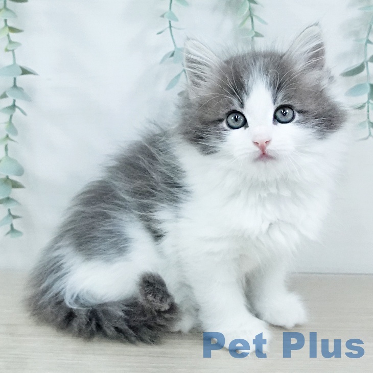 ノルウェージャンフォレストキャット