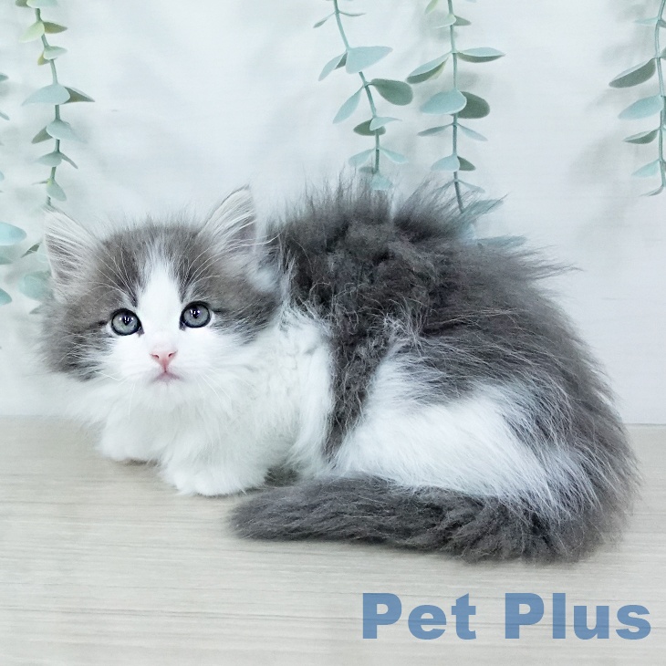 ノルウェージャンフォレストキャットの写真2