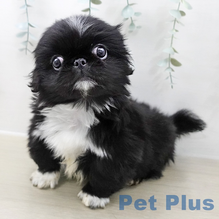 ペキニーズの写真2