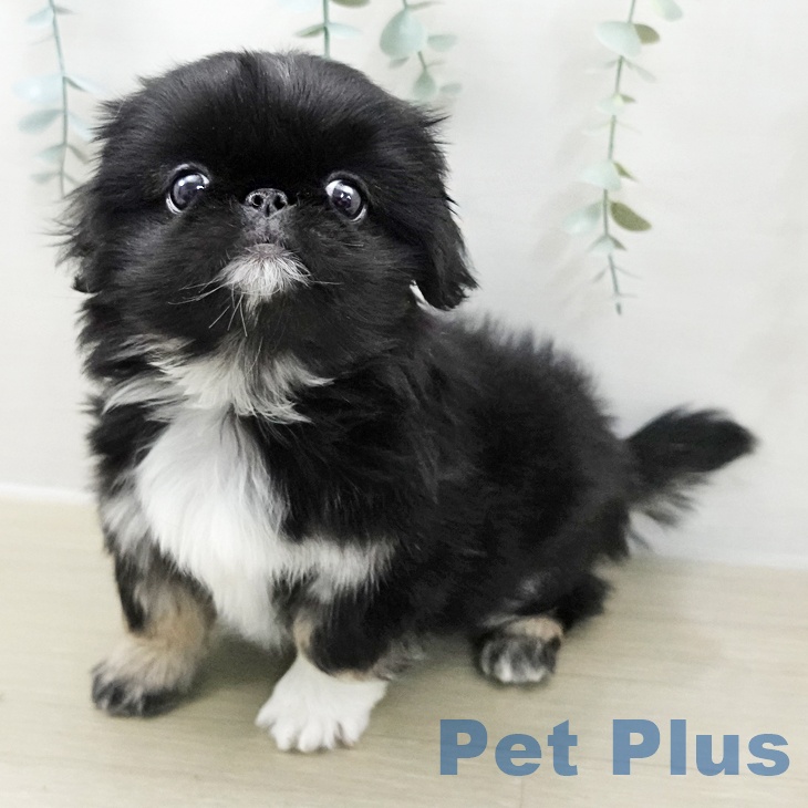 ペキニーズの写真2