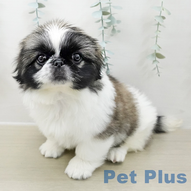 ペキニーズの写真2